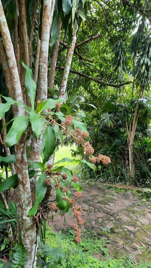 Villa Sitio Alto Da Montanha - Voce Em Paz Com A Natureza Pacoti Exterior foto